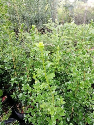 Bukszpan Pyramidalis sadzonka żywopłot donice na Arena.pl