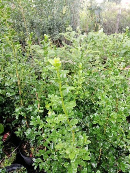 Bukszpan Pyramidalis sadzonka żywopłot donice zdjęcie 4