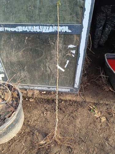 JABŁOŃ kolumnowa żółto-czerwone na tarasy - sadzonki 90 / 120 cm na Arena.pl