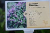 Bodziszek korzeniasty Czakor - Geranium macrorrhizum