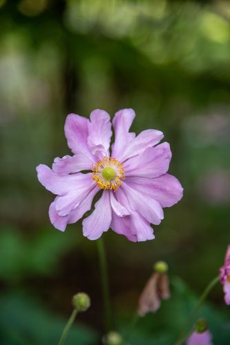 Zawilec japoński 'Prinz Heinrich' (Anemone hupehensis) Duża sadzonka 2.0L na Arena.pl