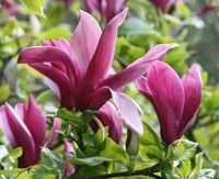 MAGNOLIA FIOLETOWA Magnolia liliflora - NASIONA 100 sztuk - 10g.