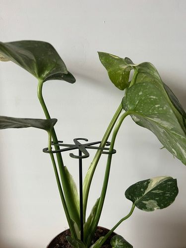 Podpórki do kwiatów podpórka chwytak z prętem 33cm OCTOPUS M 15cm 3 szt. na Arena.pl