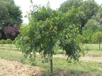 KARAGANA szczepiona na pniu szerokolistna zwisająca - sadzonki 140 / 160 cm