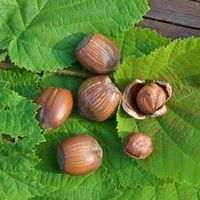 Leszczyna Orzech Laskowy 'Webba Cenny' (Corylus avellana) Plenna Poj. 10L