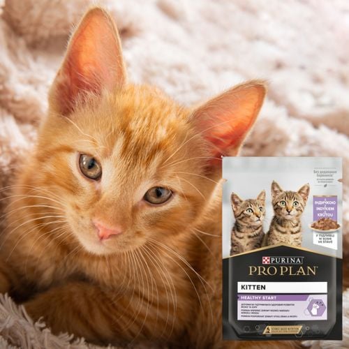 karma mokra dla kociąt pro plan kitten indyk w sosie 85 g z prebiotykiem na Arena.pl