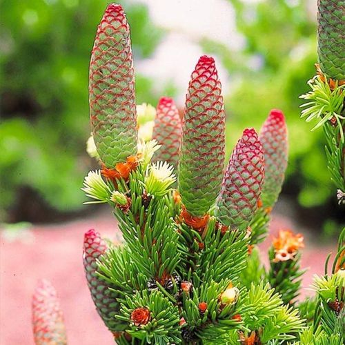 Świerk kłujący LUCKY STRIKE Czerwone szyszki Duże sadzonki C4 na Arena.pl