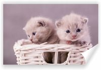 Fototapeta PREMIUM STRUKTURA ZMYWALANA POD WYMIAR kotki w koszyku
