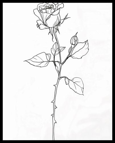 Plakat 40x50cm Kontur Róży na Arena.pl