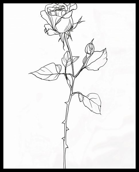 Plakat 40x50cm Kontur Róży zdjęcie 2