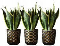 ZESTAW 3 DONICZEK AZTEK śr. 19,5cm CZARNY/ZŁOTY Lamela