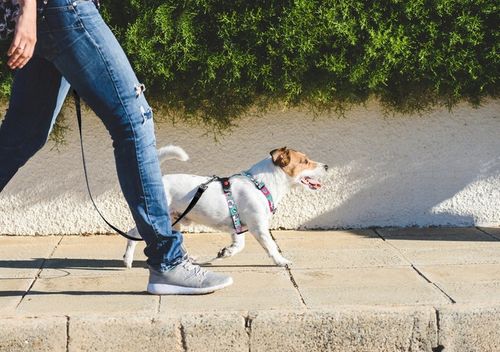 SZELKI GUARD DLA PSA REGULOWANE MOCNE BEZUCISKOWE WYGODNE PORZĄDNE roz. L na Arena.pl