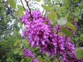 C2 JUDASZOWIEC KANADYJSKI CERCIS CANADENSIS 80-120 CM