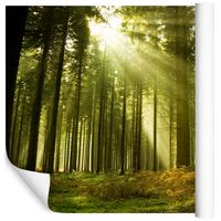 Fototapeta Las Drzewa NATURA Zieleń do Salonu 90x60