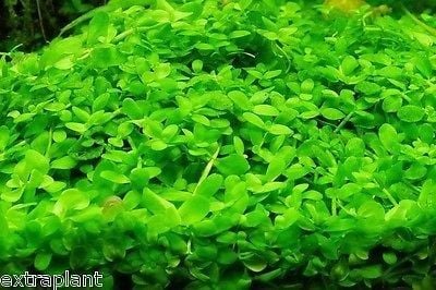 Micranthemum Monte Carlo Dywan 16x11 na Arena.pl