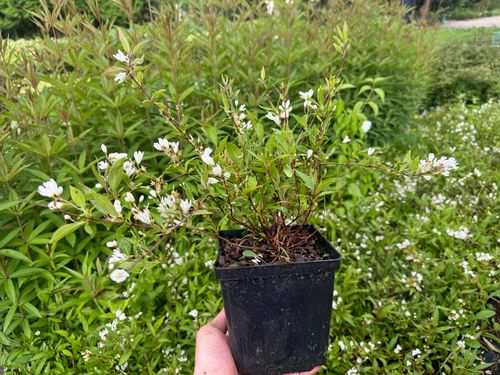 Żylistek wysmukły 'Nikko' (Deutzia Gracilis) Biały Krzew Doniczka 2.0L na Arena.pl