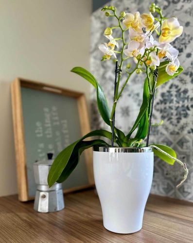 DONICZKA OSŁONKA CERAMICZNA NA STORCZYK BIAŁA na Arena.pl