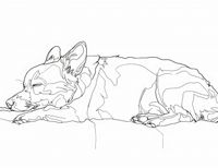 Plakat 65x50cm Śpiący Psiak