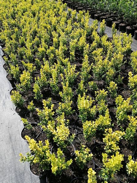 Bukszpan wieczniezielony King Midas złociste wybarwienie zdjęcie 2
