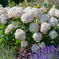 HORTENSJA KRZEWIASTA CANDYBELL MARSHMELLOW rózowo biała