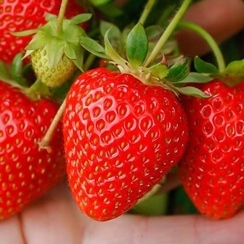 Great Feelings Hand Wash Strawberry na Arena.pl