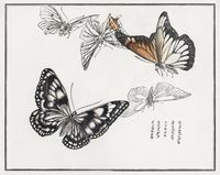 Plakat 76x60,5cm Ilustracje Motyle Morimoto Toko Japoński Vintage do Salonu