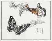 Plakat 76x60,5cm Ilustracje Motyle Morimoto Toko Japoński Vintage do Salonu
