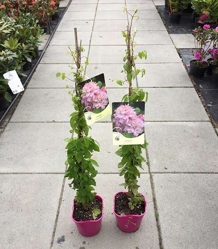 Powojnik Clematis Innocent Glance ® C2 E na Arena.pl