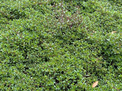Macierzanka piaskowa (Thymus serpyllum) na Arena.pl