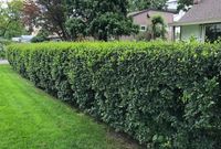 Irga BŁYSZCZĄCA 50-70cm Piękny Krzew na Żywopłot