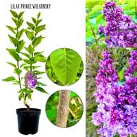 Lilak Prince Wolkonsky purpurowy kolor KRZEW 40-80 cm