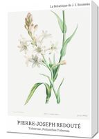 Obraz 40x60cm Design Polianthes Tuberosa, Redoute Vintage do Salonu