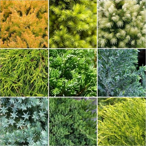 NAWÓZ DO TUI I CYPRYSÓW 5 KG AGRECOL IGLAKÓW CIS na Arena.pl