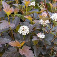 Pęcherznica RED BARON Doskonala na szpaler Żywopłot Czerwona Sadzonki 2L