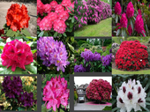 RHODODENDRON - sadzonki 40 / 60 cm