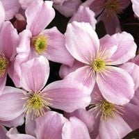 CLEMATIS POWOJNIK GÓRSKI RÓŻOWY 10-20 CM