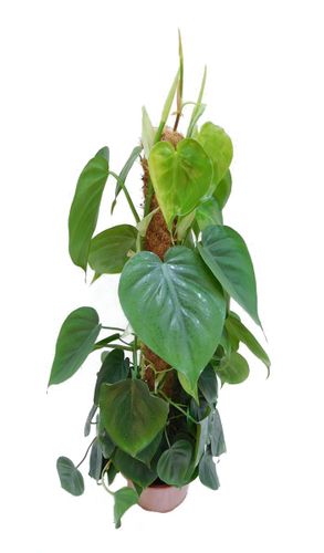 FILODENDRON SCANDENS  80 cm na Arena.pl