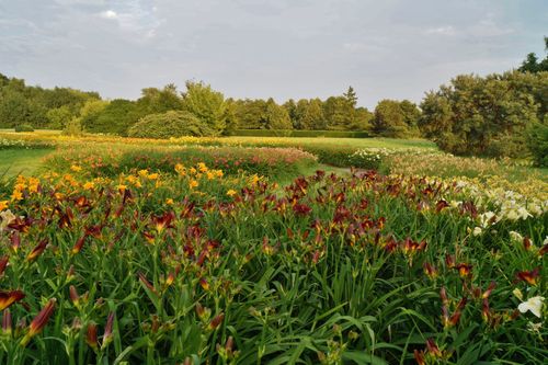 Liliowiec 'Royal Thornbird' Czerwony Żółty (Hemerocallis) Doniczka 2.0L na Arena.pl