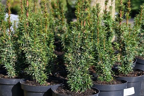 Cis pośredni Wojtek - Taxus media na Arena.pl