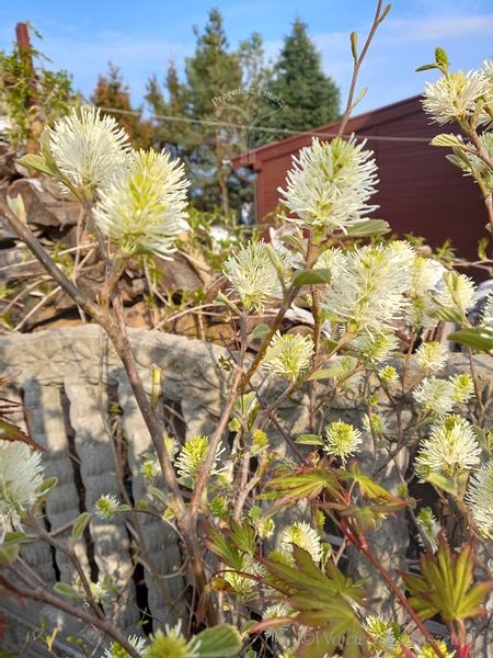 Fotergilla olszolistna Suzanne miododajna unikalna zdjęcie 1