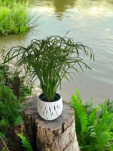 Papirus Cibora zmienna Cyperus alternifolius do Domu Ogrodu i Oczek na Arena.pl