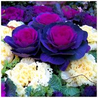 Kapusta Ozdobna Nasiona Mix Kędzierzawe Jednoroczna Wielobarwna