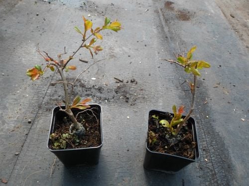 Lagerstroemia fioletowa Benoit P9 na Arena.pl