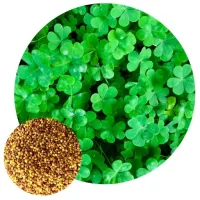 MIKROKONICZYNA NASIONA KONICZYNA DROBNOLISTNA 500g