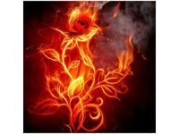 50X50CM OGNISTA RÓŻA OBRAZ