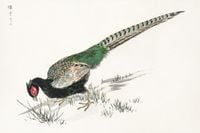 Plakat 45x30cm Green Pheasant, Kashu Japoński Vintage do Salonu