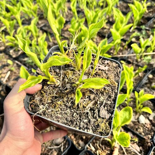 Funkia Hosta 'So Sweet' W DONICZCE 2.0L Kremowo białe brzegi na Arena.pl