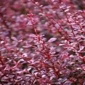 Berberys Thunberga PINK QUEEN 20-40cm Różowa Królowa