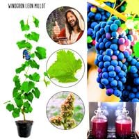 Winogron Leon Millot ciemne na wino KRZEW 60-90 cm