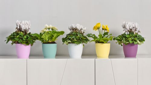 DONICZKA OSŁONKA Z PODSTAWKĄ DONICA KOLORY 18cm na Arena.pl